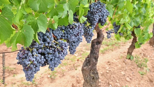 Cannonau grapes. Ripe bunches of black grapes among the branches of the plant in a vineyard. Traditional farming. Sardinia. Footage.