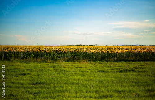 Sunflower in the steppes of Kazakhstan, Kostanay region, August 2024. photo