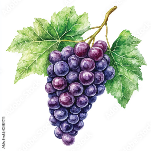 Amazon grape fruit watercolor clipart illustration