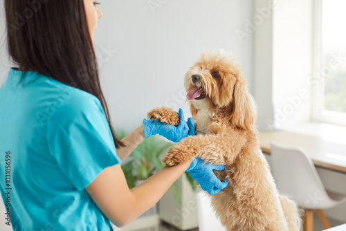 Cropped shot of friendly female veterinary nurse holding cute maltipoo dog standing on its hind legs. Friendly vet doctor gently scratching furry pet belly, creating caring atmosphere during checkup.