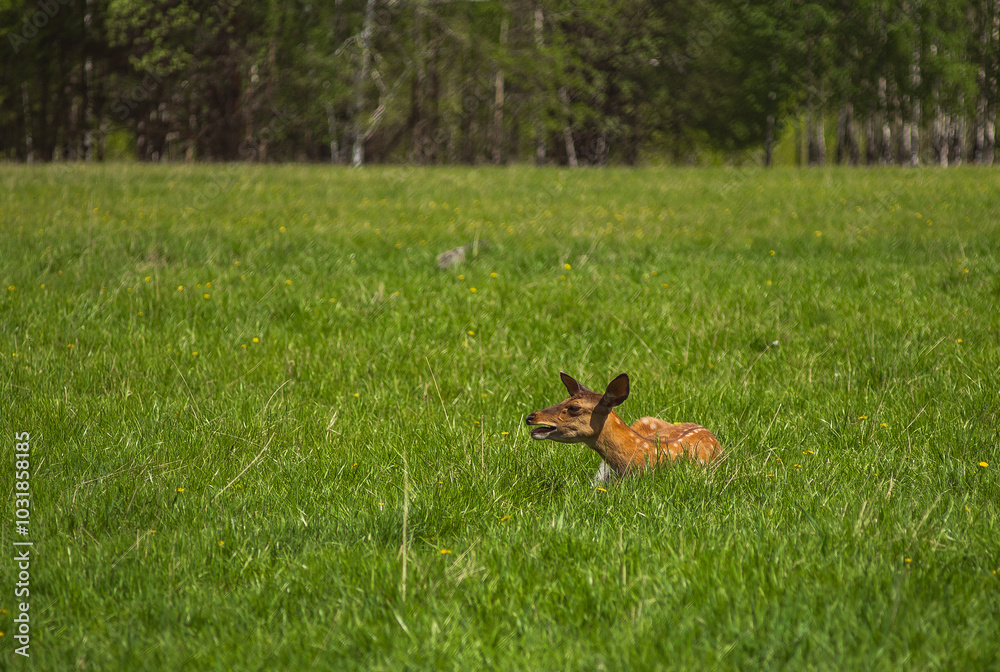 Deer on the Visim farm. May 2024. Deer on the Visim farm. May 2024.