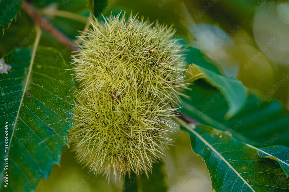 Close-Up of Chestnut in Spiky Shell During Autumn Season Close-Up of Chestnut in Spiky Shell During Autumn Season
