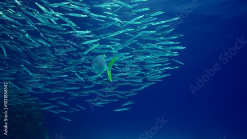 Camera moving forwards behind Kingfish that is chasing large school of Barracudas, slow motion. Yellow-tailed Barracuda (Sphyraena flavicauda) and Yellowspotted Trevally (Carangoides fulvoguttatus) photo