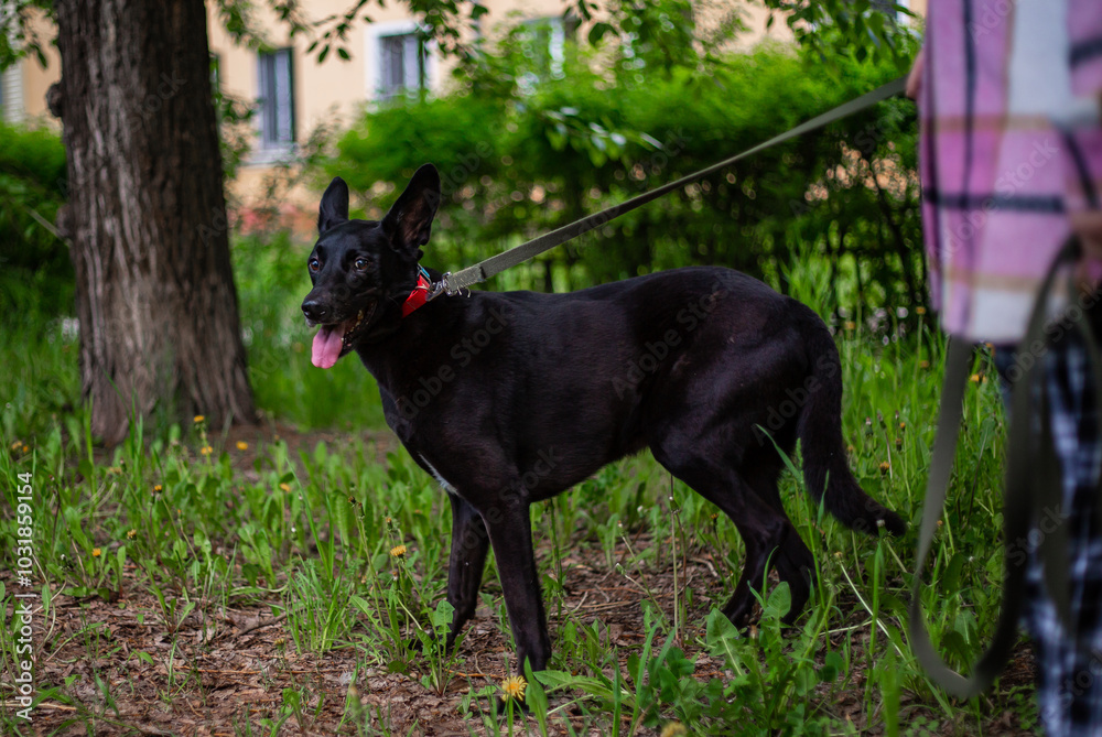 A large black dog on a leash is being walked in the neighborhood. A large black dog on a leash is being walked in the neighborhood.