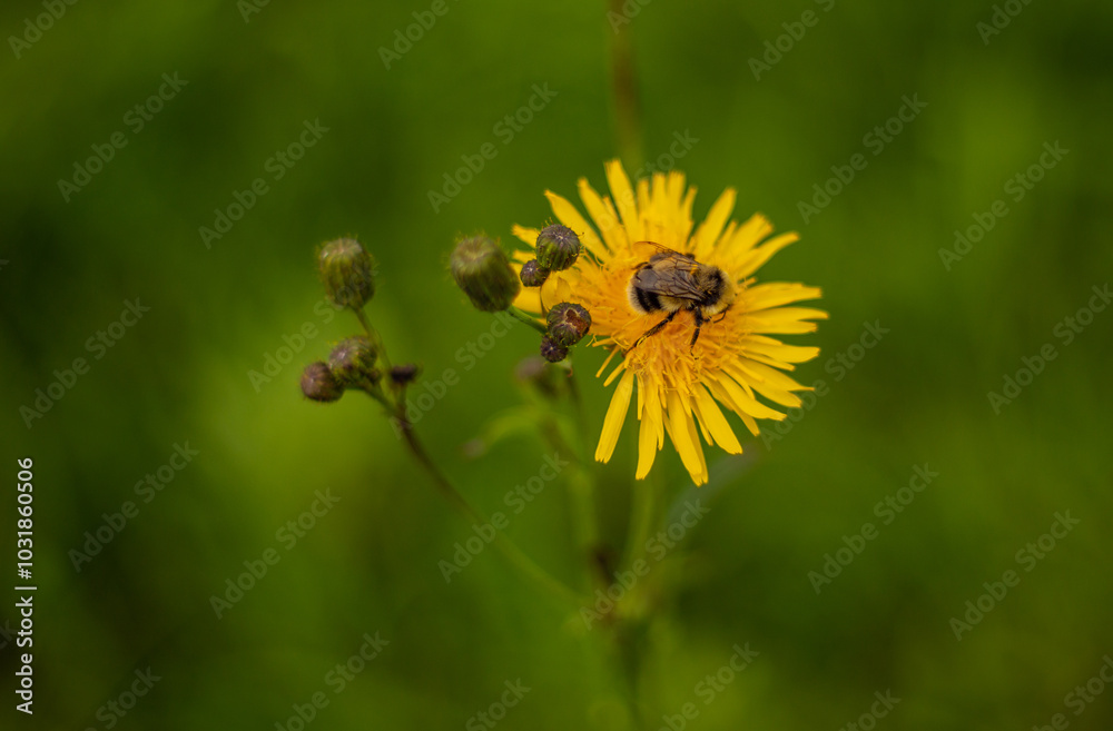 A bumblebee pollinates a plant. A bumblebee pollinates a plant.