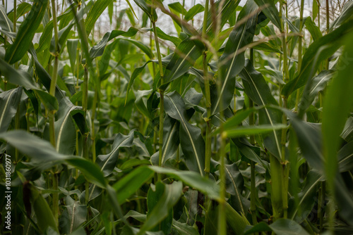 Corn leaves in the Irbit region, Urals. August 2024.