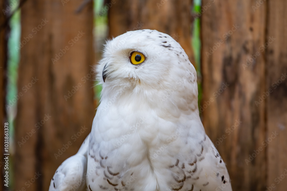 Fototapeta premium Snowy owls at the Nizhny Tagil Bird Rehabilitation Center. October 2024.