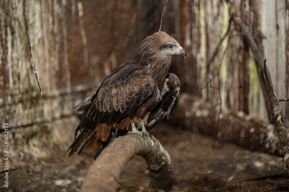 Fototapeta premium A family of kites at the Nizhny Tagil bird rehabilitation center. October 2024.