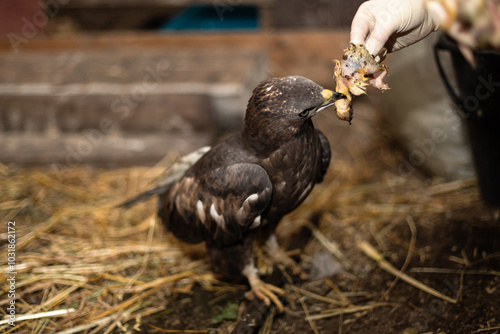 Honey buzzards (a group of birds called hawks) eat chickens photo