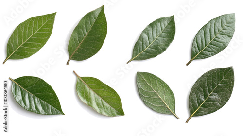 Set of Green Leaves Arranged on a Transparent Background for Design Generative AI