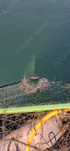 fish caught in gillnets being pulled out of water coregonus photo