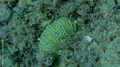 Test (shell) of Purple sea urchin, Rock sea urchin or Stony sea urchin (Paracentrotus lividus) undersea, Aegean Sea, Greece, Halkidiki, Pirgos beach photo