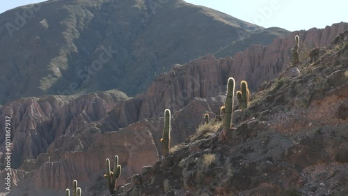 Cacti (cardons) atop the desert mountains of Jujuy, Argentina. photo