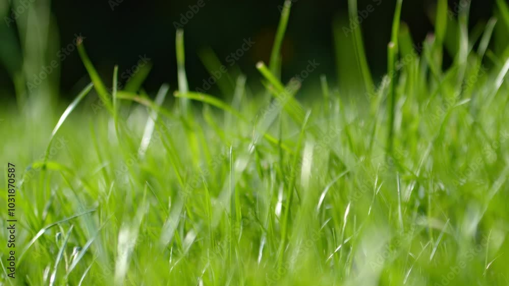 Fresh Green Grass Growing In The Park. Selective Focus Shot Fresh Green Grass Growing In The Park. Selective Focus Shot