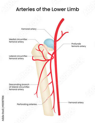 Arteries of the Lower Limb