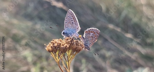 Polyommatus icarus common blue butterfly or European common blue is a butterfly in the family Lycaenidae and subfamily Polyommatinae. The butterfly is found throughout the Palearctic and has been intr photo