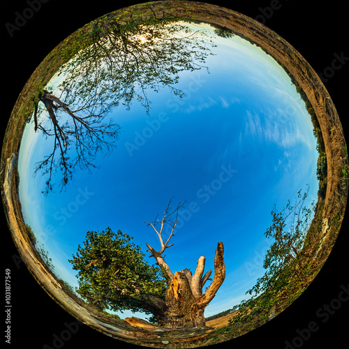 Big old tree in the field. Landscape shot through wide-angle all sky lens in fulldome format. Circular fisheye HDR photo photo