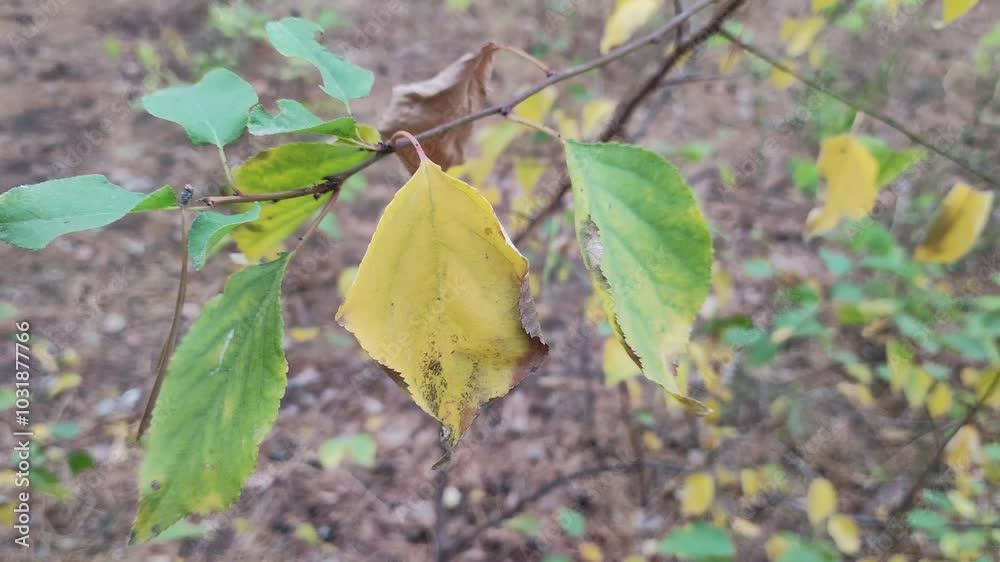 yellow and green leaves on a branch. last autumn leaves on trees. autumn nature in the forest. yellow and green leaves on a branch. last autumn leaves on trees. autumn nature in the forest.