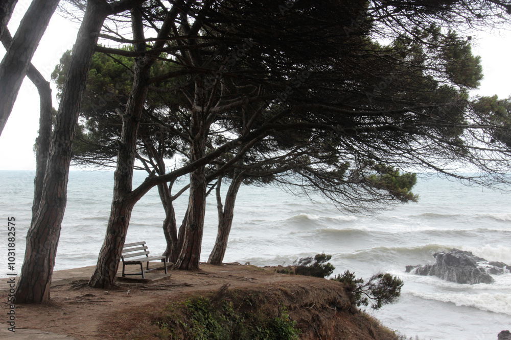 Bench and pine trees on the seashore Bench and pine trees on the seashore