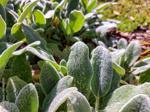 Canvastavla Lamb's ear (Stachys byzantina) 'Silver Carpet' growing with dense mat of grey-wh