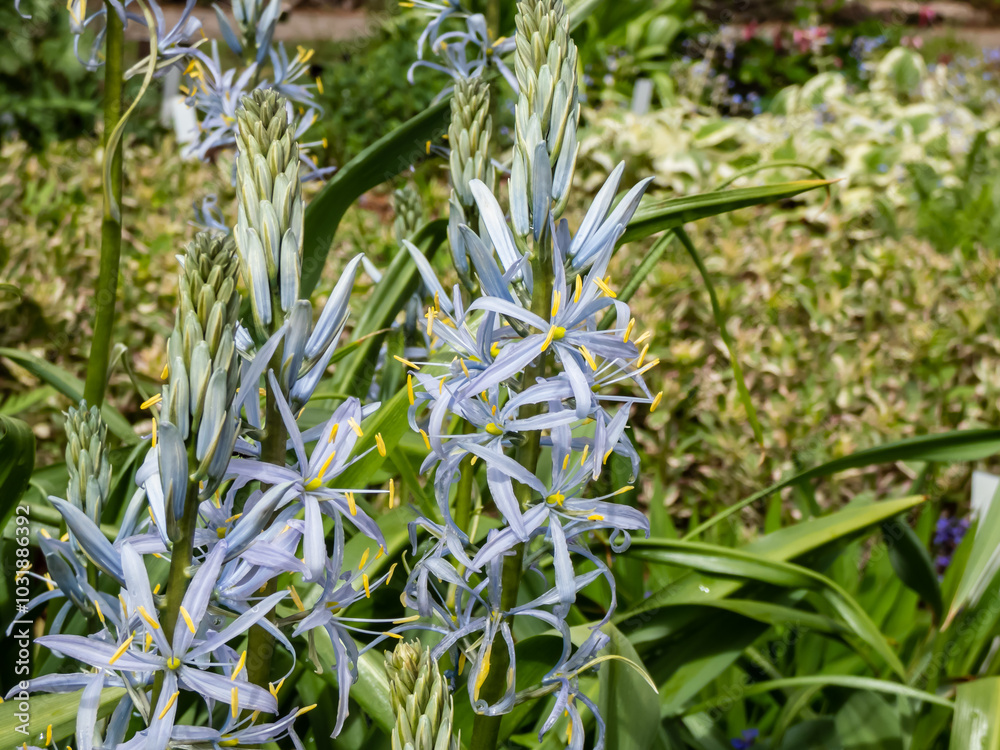 Obraz premium Close-up shot of the Cusick's camass (Camassia cusickii) flowering with sky blue to white flowers with showy, yellow anthers in the garden as ornamental plant