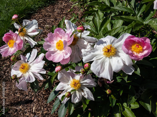 The Japanese type of garden peony cultivar (Paeonia lactiflora) 'Ona' with white and pink petals and golden yellow straws in the center photo