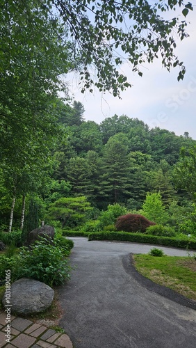 In a beautiful deep forest with lush green trees