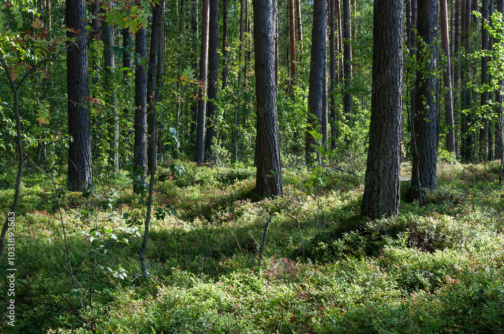 Forest landscape, pine trunks and green grass in summer forest Forest landscape, pine trunks and green grass in summer forest