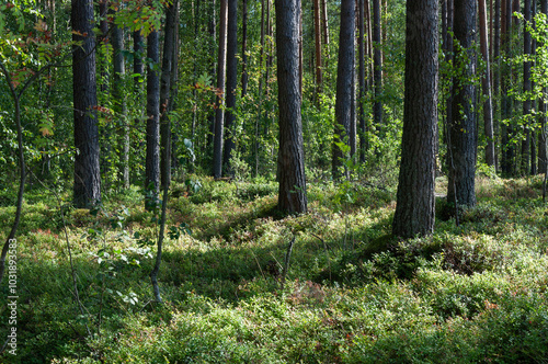 Forest landscape, pine trunks and green grass in summer forest