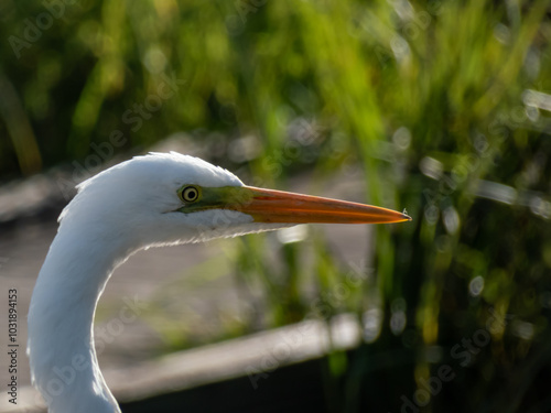 Close-up of the Great or common egret (Ardea alba) with pure white plumage and yellow bill in a pond with blurred, green background photo