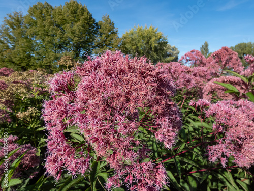 Close-up shot of Purple Joe-Pye weed or Sweetscented joe pye weed (Eupatorium purpureum) flowering with purplish flowers in large loose compound corymbiform arrays photo