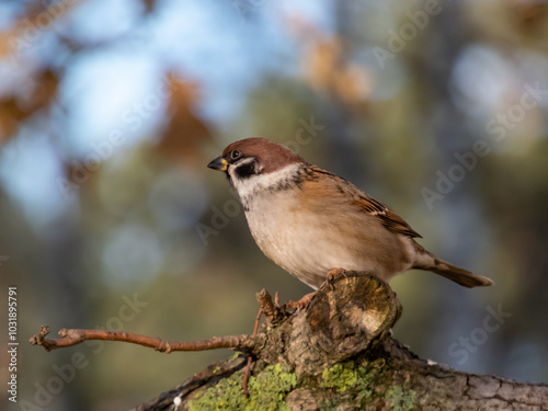 Close-up of the Eurasian tree sparrow (Passer montanus) sitting on a branch with bokeh blurred background