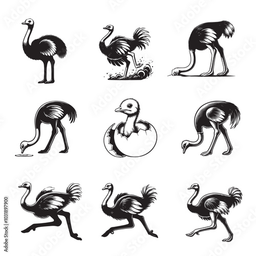 Collection of Ostrich Bird Clipart Design - Ostrich Flightless bird Vector illustration