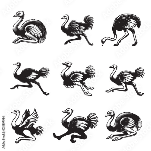 Collection of Ostrich Bird Clipart Design - Ostrich Flightless bird Vector illustration