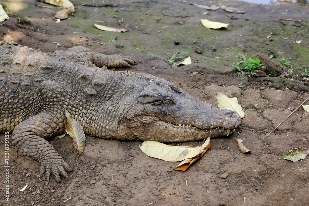 Obraz premium Crocodile On The Cage In The Zoo
