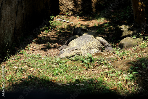 Big Crocodile Crawling In The Cage Under Sunlight