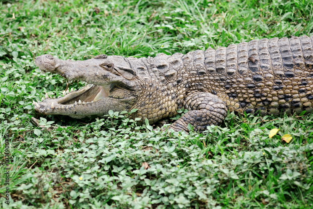 Crocodile Opening Its Mouth While Sunbathing Crocodile Opening Its Mouth While Sunbathing
