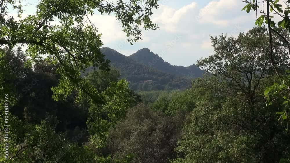 Mountain trees with some ivy in a sunny summer day in Catalonia, Spain, Europe