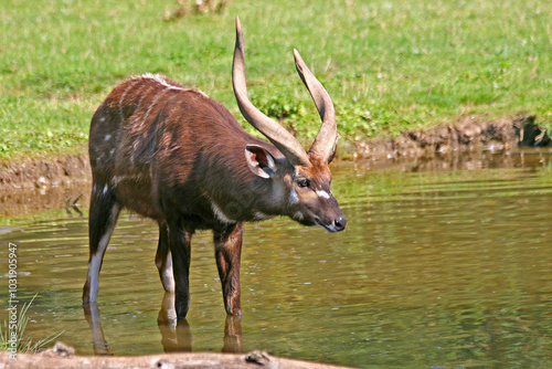 Tableau sur toile The male antelope sitatunga or marshbuck (Tragelaphus spekii) at the watering hole stands in the water of the stream