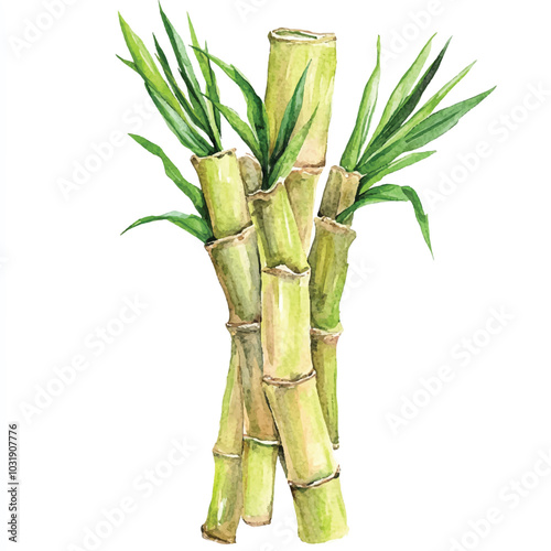 Bamboo fruit watercolor clipart illustration 