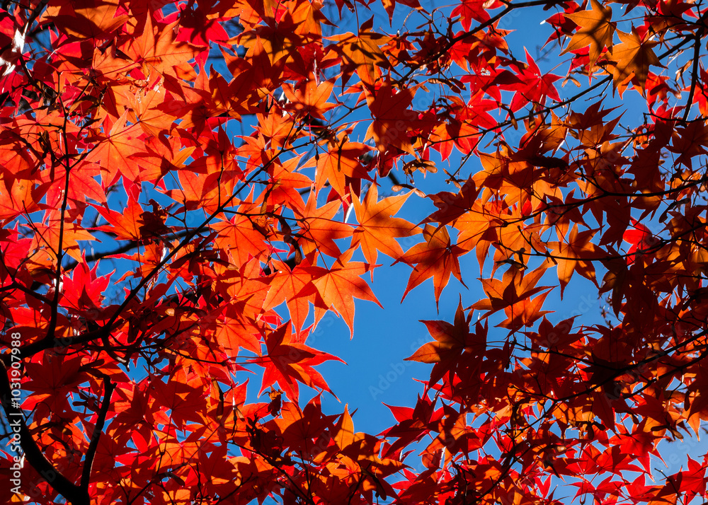 Autumn vibes. Backlit red maple leaves or Momiji background Autumn vibes. Backlit red maple leaves or Momiji background