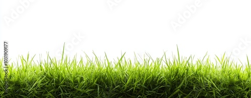 Seamless border of green grass isolated on a white background, offering space for text or design, representing a concept for the spring season with realistic details.