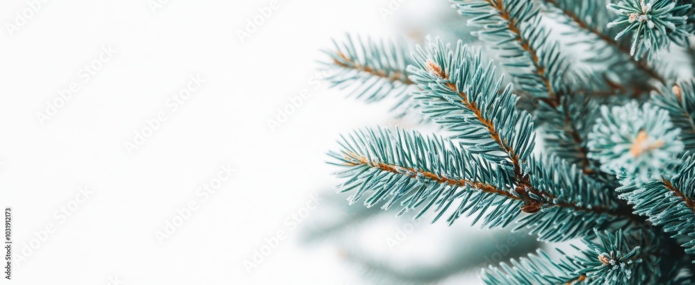 The Evergreen Pine Branch Closeup The Evergreen Pine Branch Closeup