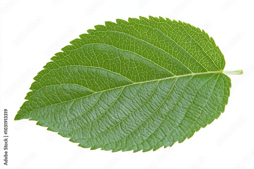 A single, fresh green apple leaf, with veins clearly visible, isolated on a white background A single, fresh green apple leaf, with veins clearly visible, isolated on a white background
