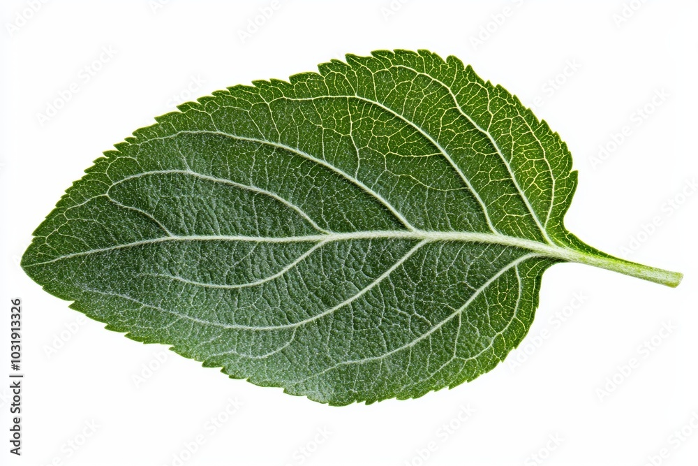 A single, fresh green apple leaf, with veins clearly visible, isolated on a white background A single, fresh green apple leaf, with veins clearly visible, isolated on a white background