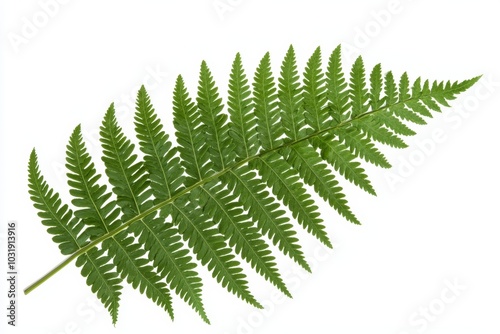 A single green fern leaf, its intricate fronds unfurling, isolated against a clean white background