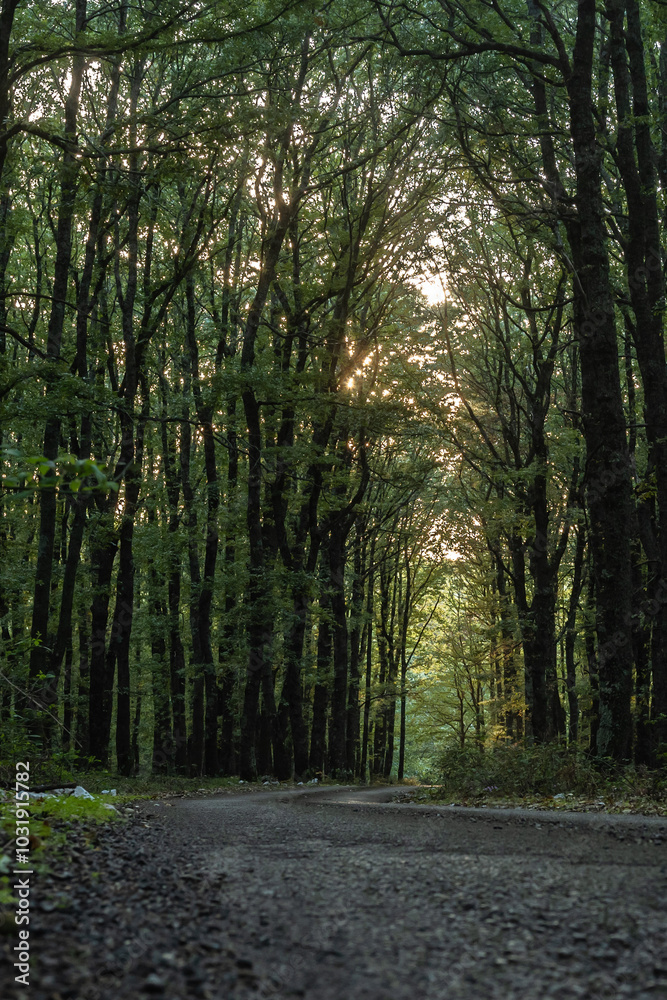 Obraz premium path in the woods