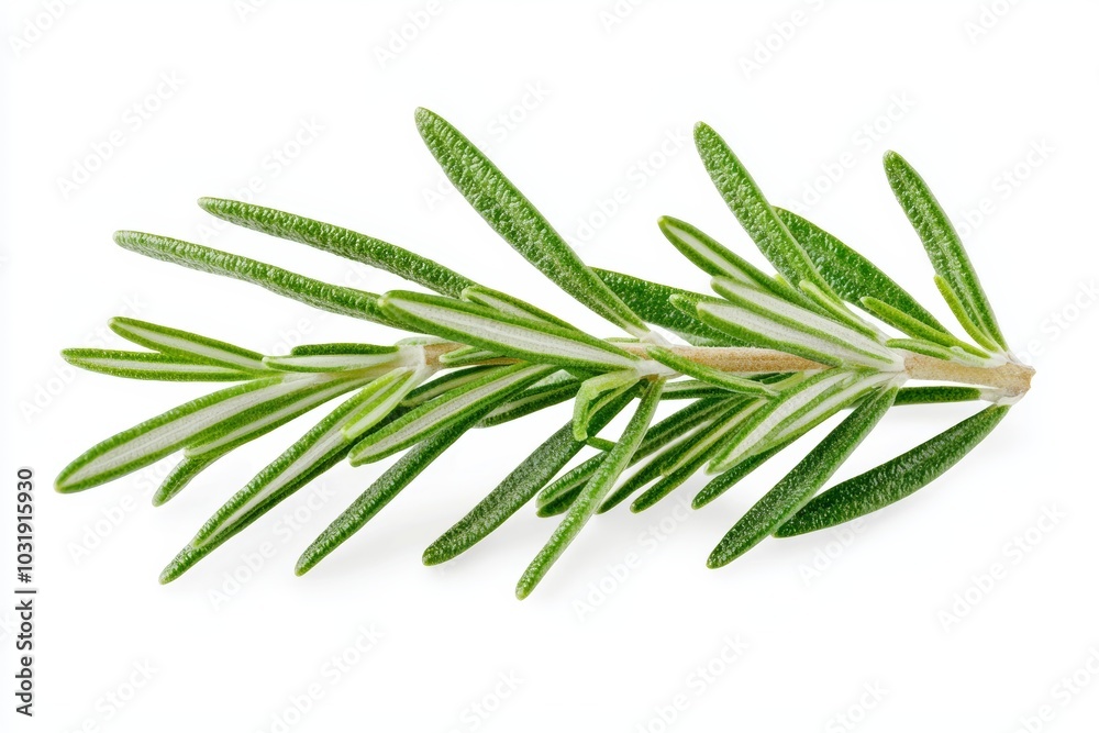 A sprig of fresh rosemary, its needle-like leaves a deep green, isolated on a white background A sprig of fresh rosemary, its needle-like leaves a deep green, isolated on a white background