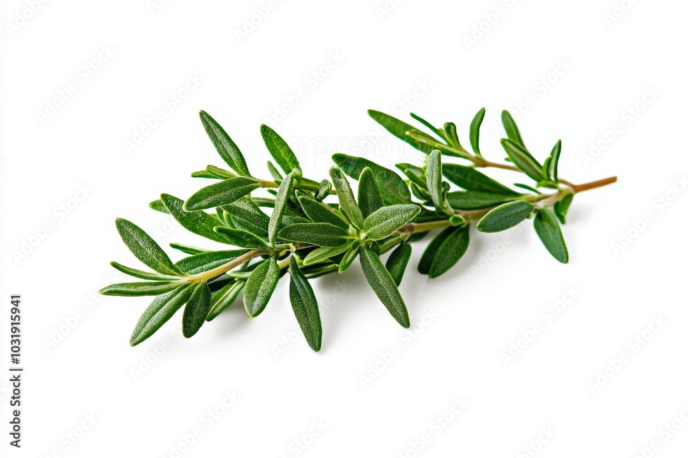 A sprig of fresh thyme, its small green leaves detailed and vibrant, isolated on a white background