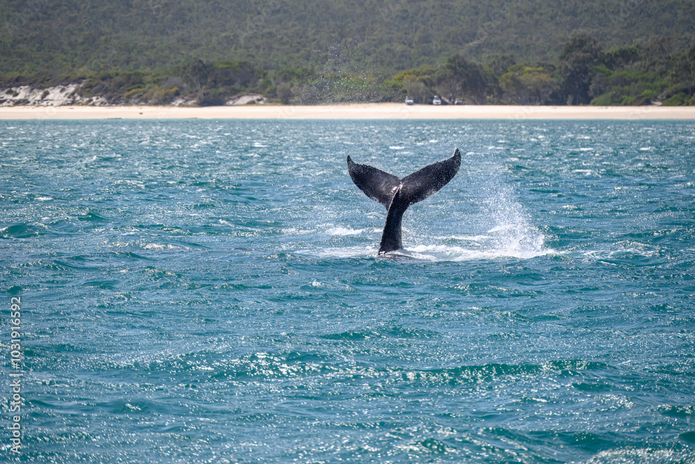 Fototapeta premium Humpback whale tail on ocean water surface, Hervey Bay K'gari Fraser Island, Queensland Australia
